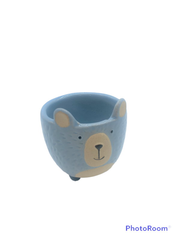 Orso porta piantina celeste