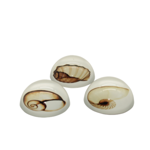 Fermacarte piccolo con conchiglie